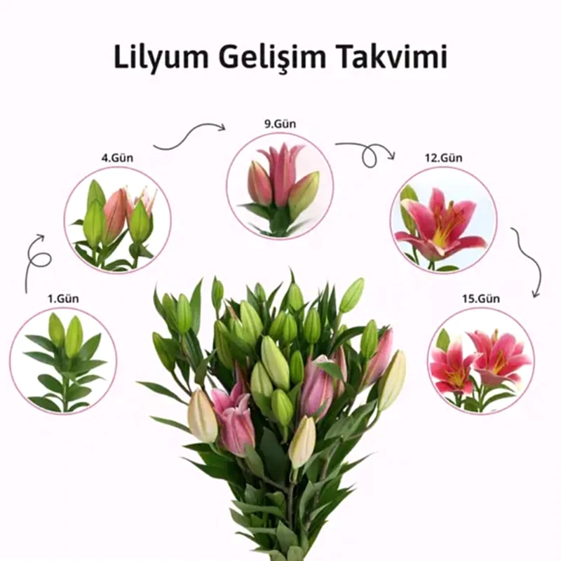 Lilyum & Zambak Senfonisi