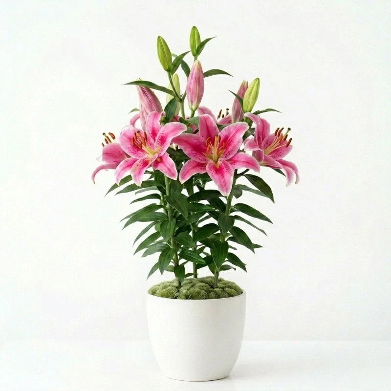 Saksılı Pembe Lilyum