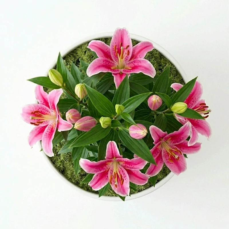 Saksılı Pembe Lilyum