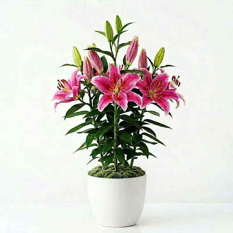 Saksılı Pembe Lilyum