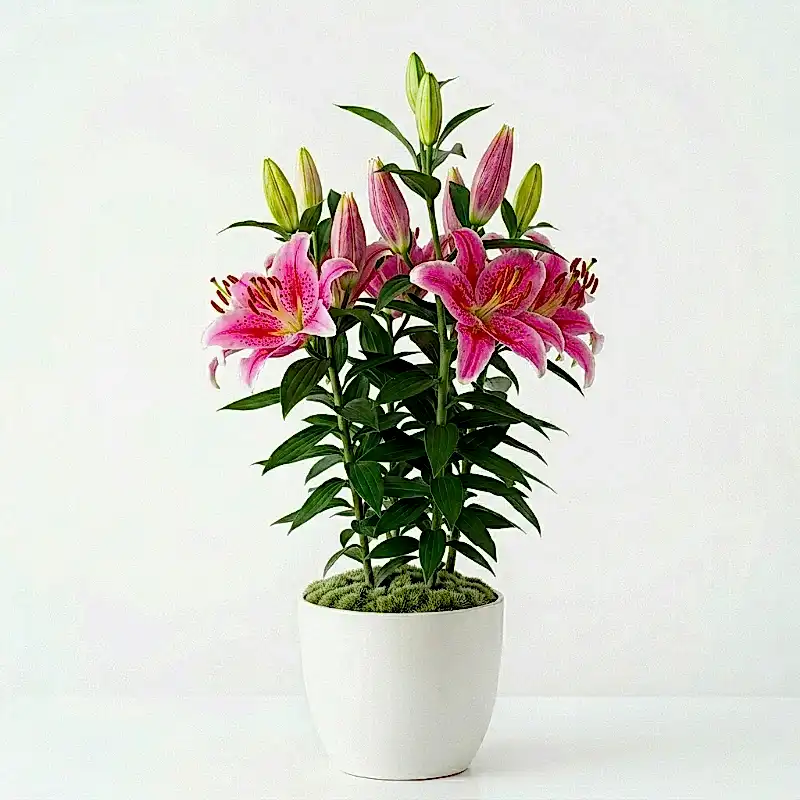 Saksılı Pembe Lilyum